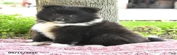 Pomsky dogs for sale: Gracie - Ad 5