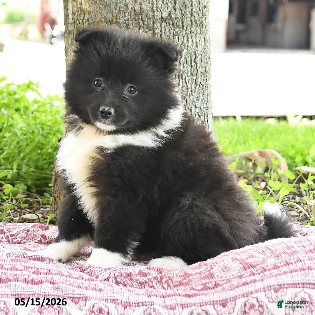 Pomsky dogs for sale: Gracie - Ad 5