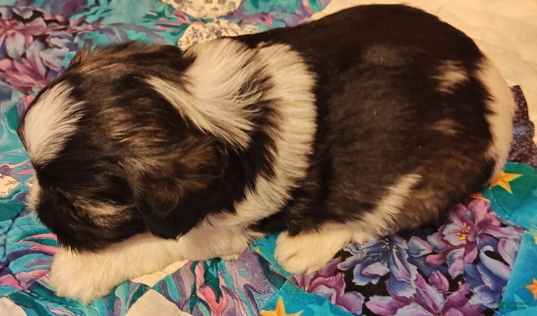 Miniature Schnauzer dogs for sale: Miniature Schnauzer Girl 1 - Ad 5