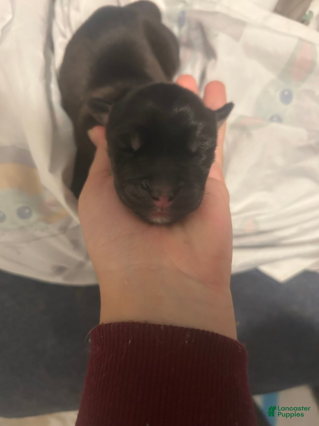 Goberian dogs for sale: Goberian Puppy 4 - Ad 1