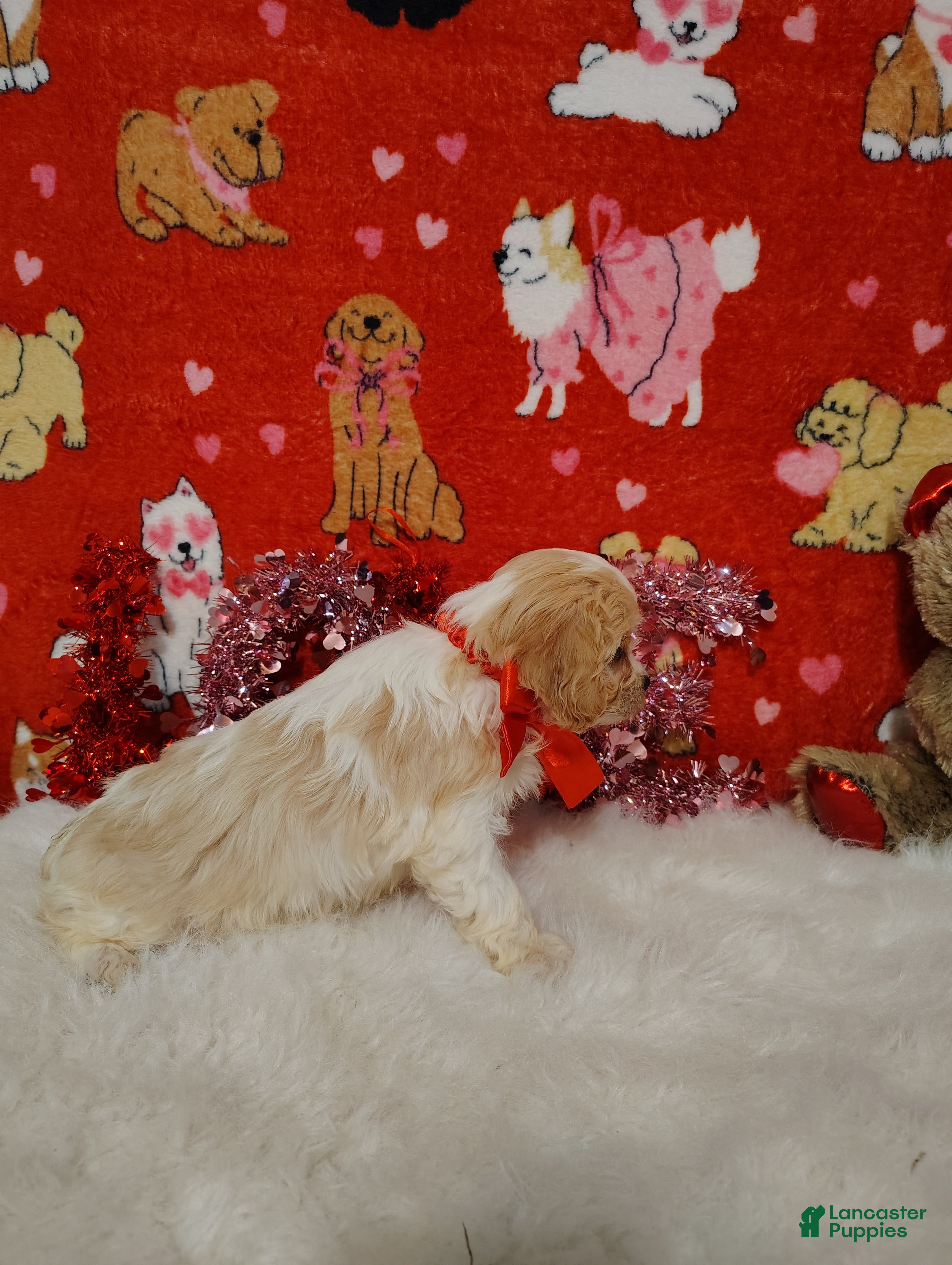 Cavapoo dogs Lola - Ad 2