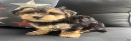 Morkie dogs for sale: Louis - Ad 3