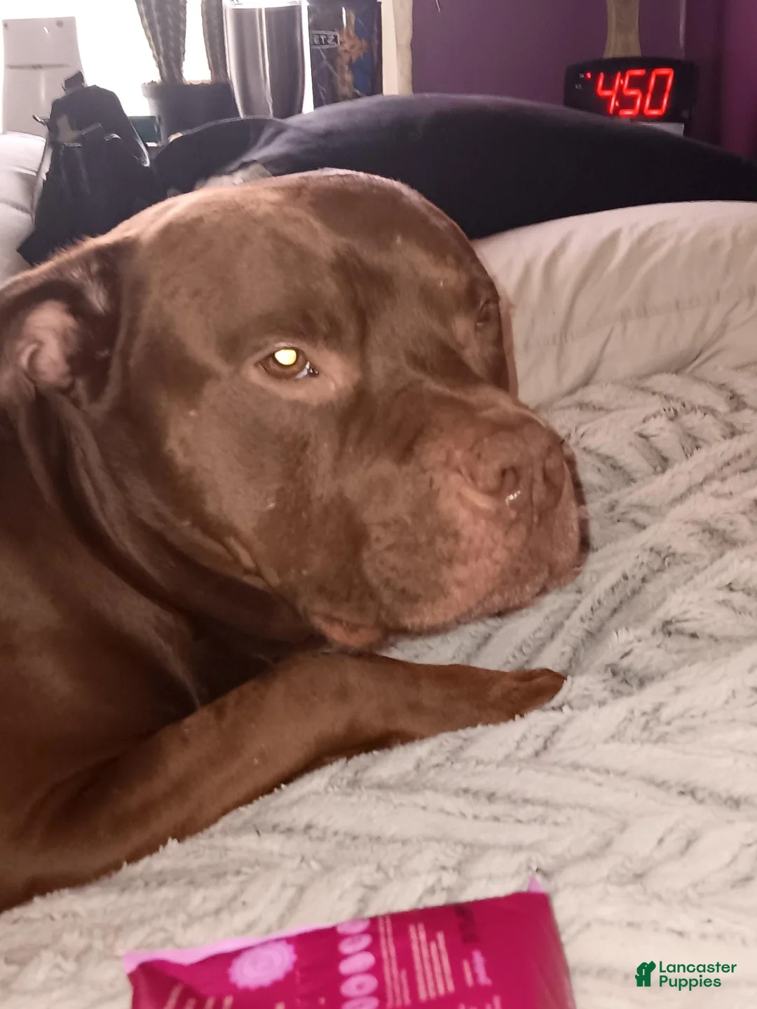 Mixed Breed dogs for sale: Mixed Breed 5 - Ad 1
