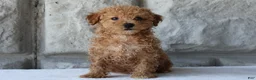 Bichpoo dogs for sale: Bonnie - Ad 5