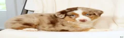 Miniature Australian Shepherd dogs for sale: Laker - Ad 8