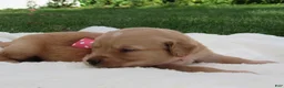 Golden Retriever dogs for sale: LIVIA - Ad 4