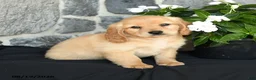 Miniature Golden Retriever dogs for sale: Wyatt - Ad 3