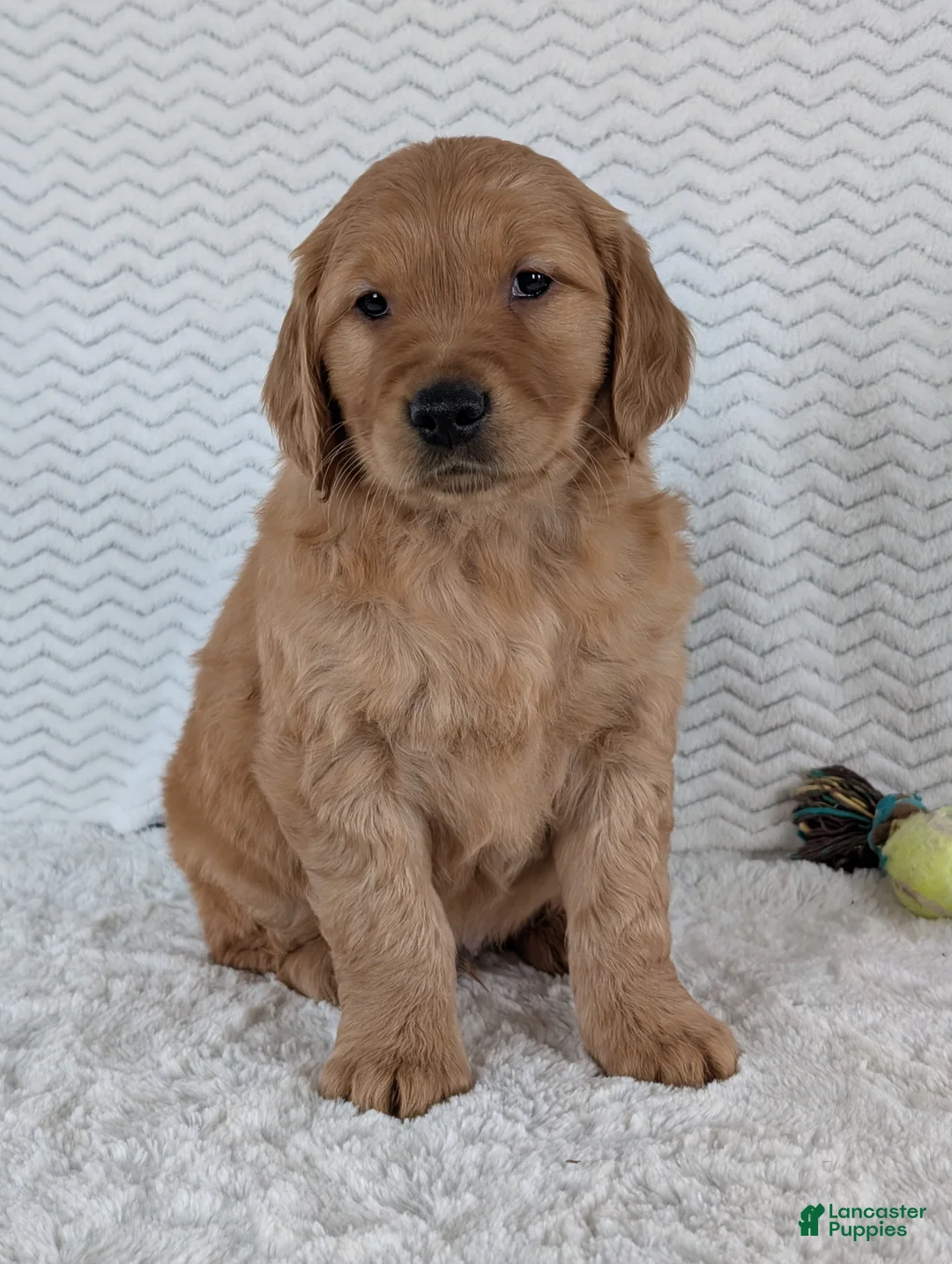 Golden Retriever dogs for sale: Brady - Ad 9