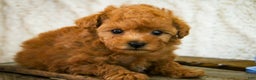 Miniature Poodle dogs for sale: Kermit - Ad 8