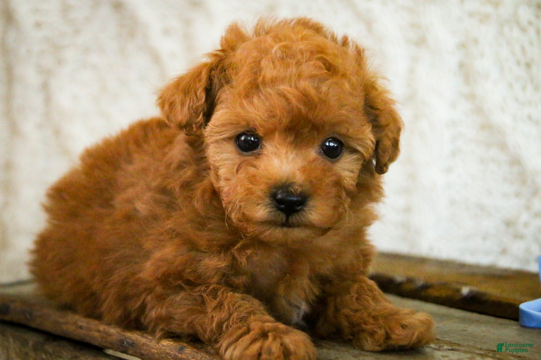 Miniature Poodle dogs for sale: Kermit - Ad 8