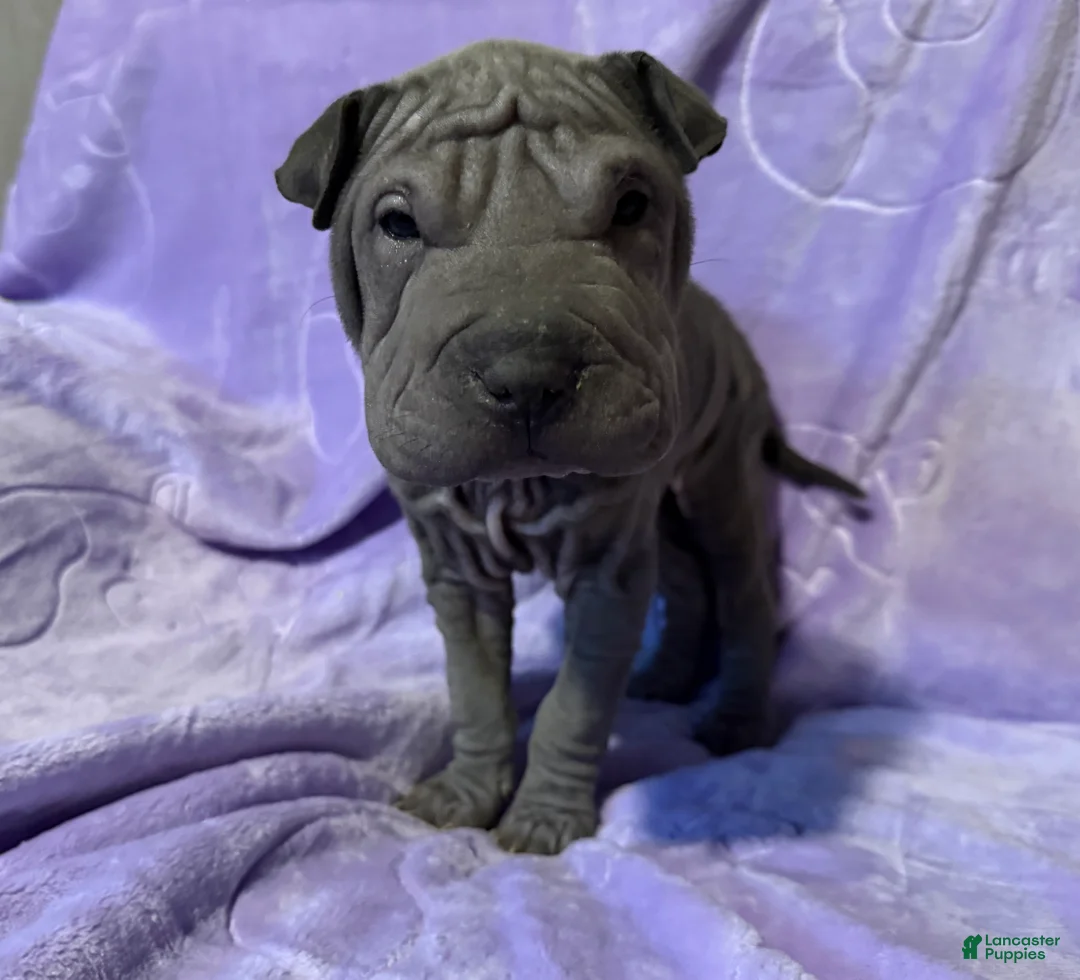 Shar Pei dogs for sale: Cinderella - Ad 5