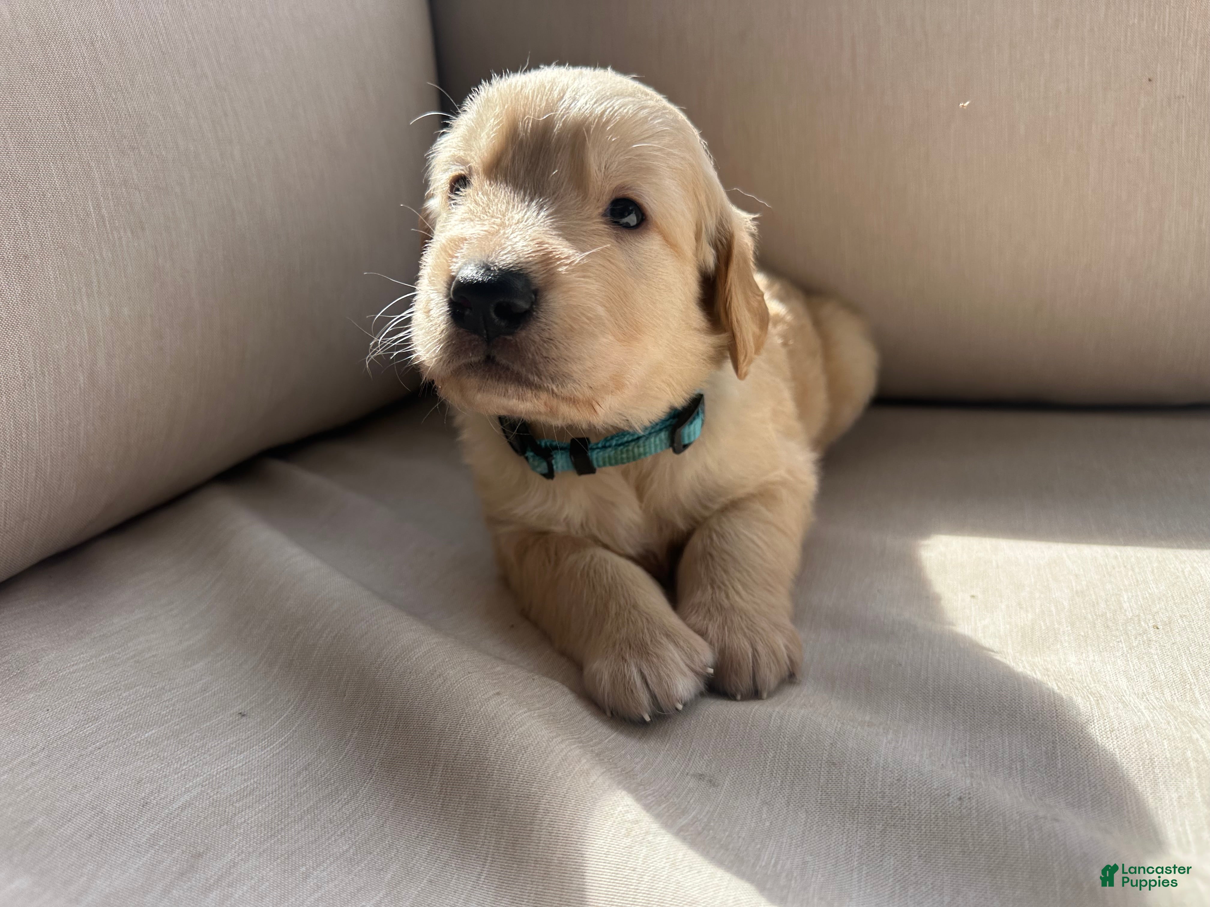 Golden Retriever dogs for sale: Blue collar - Ad 2