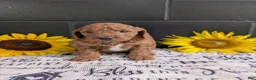 Mini Goldendoodle dogs for sale: Mini-Marko - Ad 8