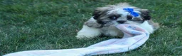 Shih Tzu dogs for sale: MILO - Ad 7