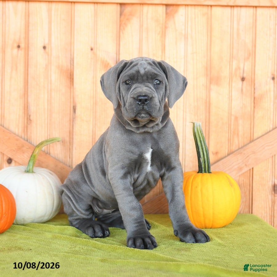 Cane Corso dogs Charm  - Ad 1