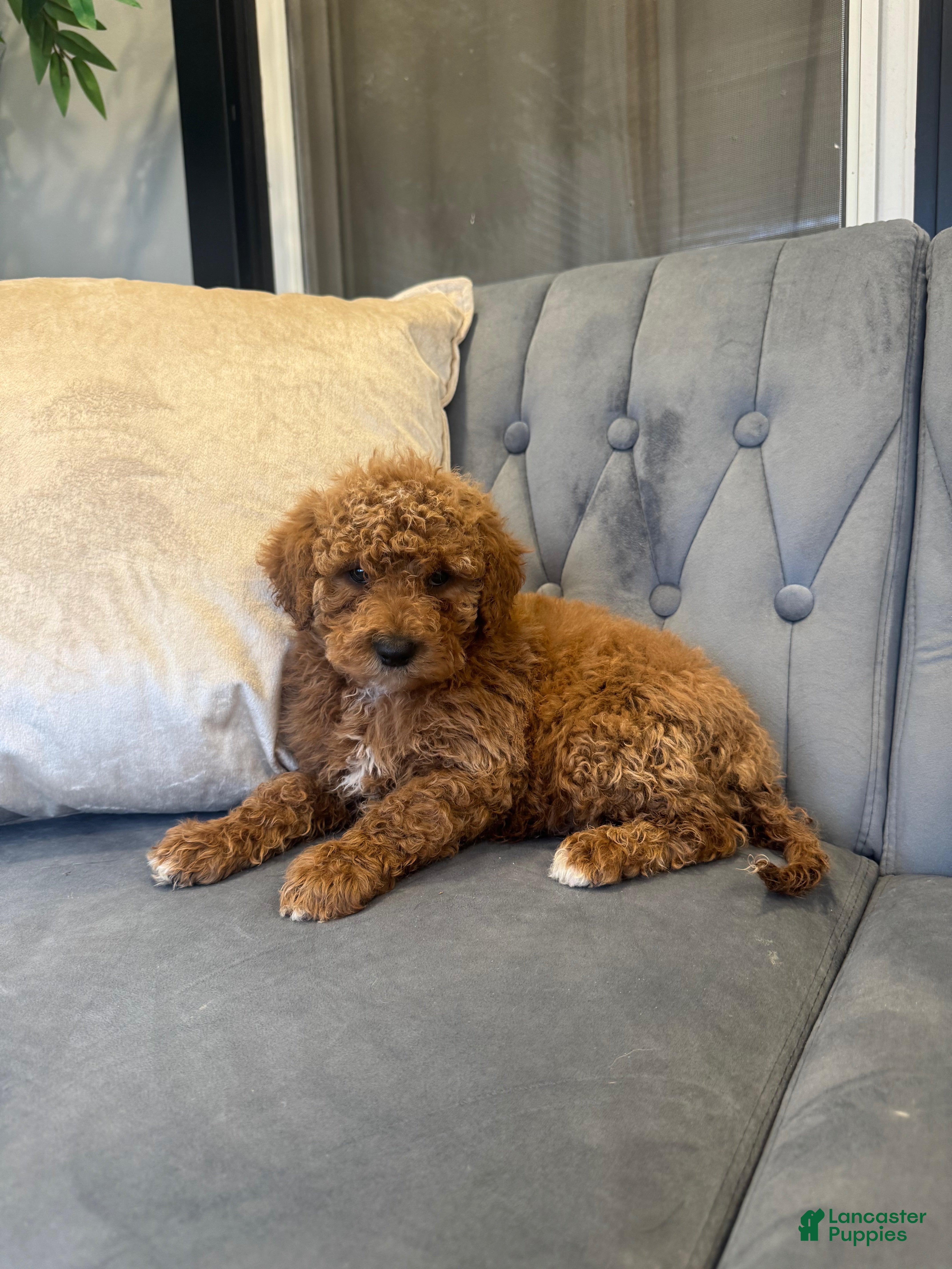 Mini Goldendoodle dogs for sale: Mini Goldendoodle Puppy 1 - Ad 2