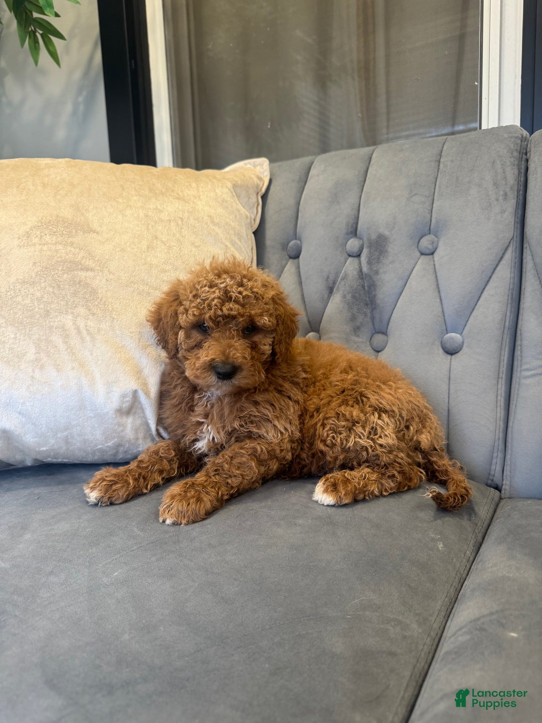 Mini Goldendoodle dogs for sale: Mini Goldendoodle Puppy 1 - Ad 1