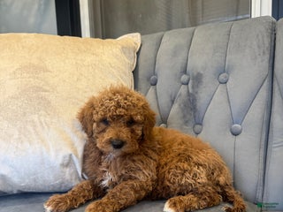 Mini Goldendoodle dogs Mini Goldendoodle Puppy 1 - Ad 7
