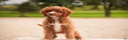 Cavapoo dogs for sale: Avery Cavapoo  - Ad 12
