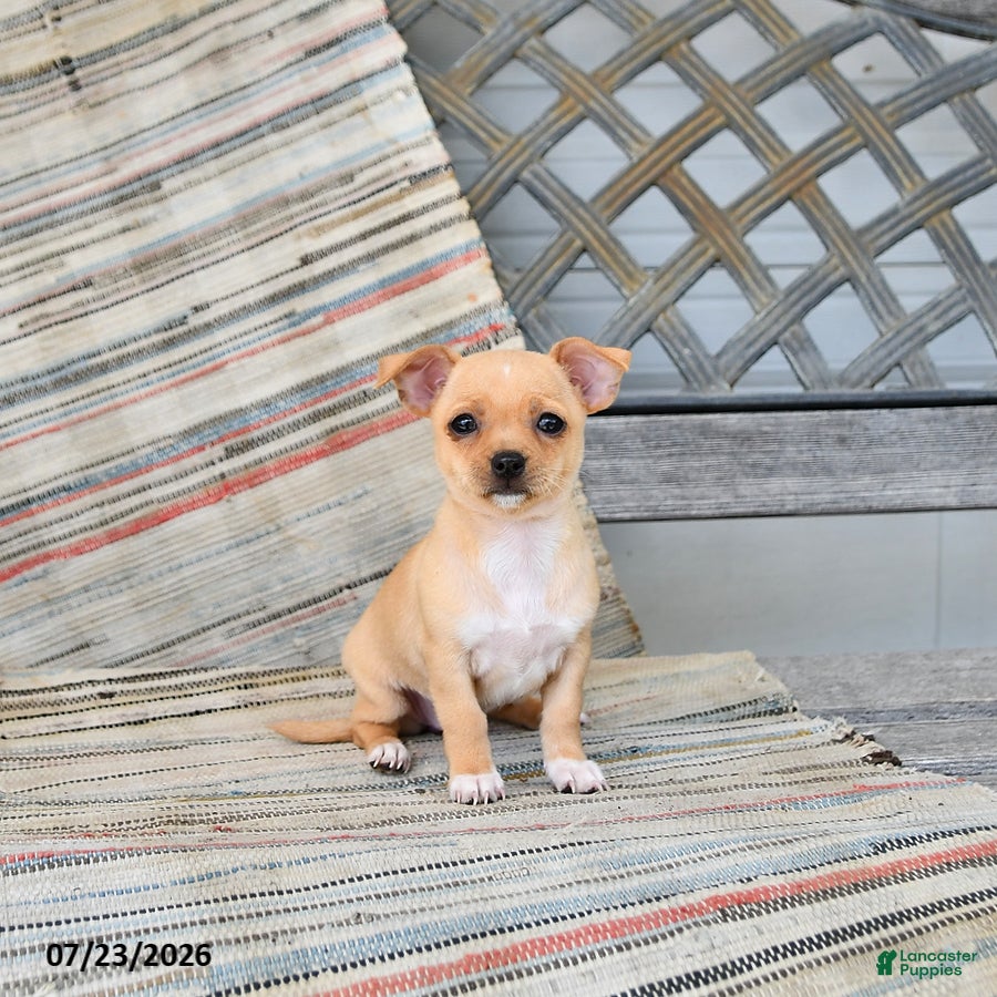 Chihuahua dogs Willow - Ad 1