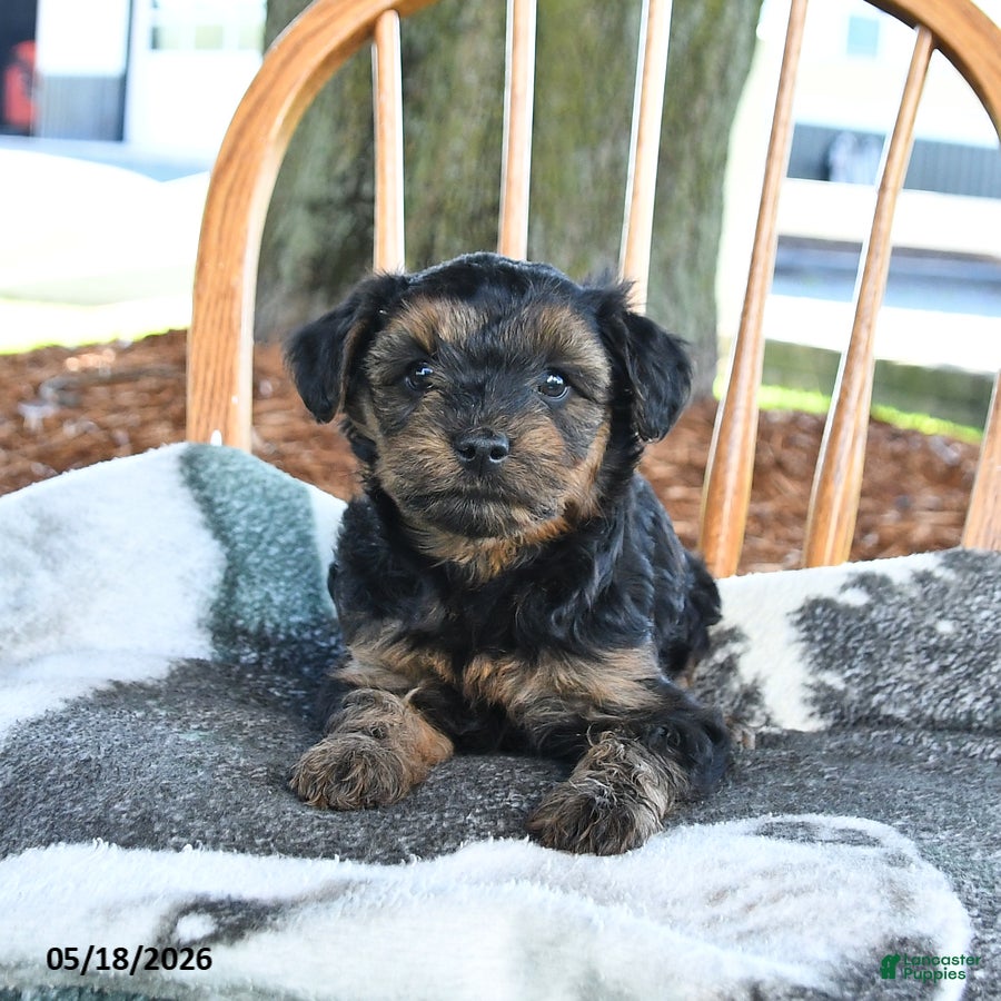 Yorkiepoo dogs Mango - Ad 2