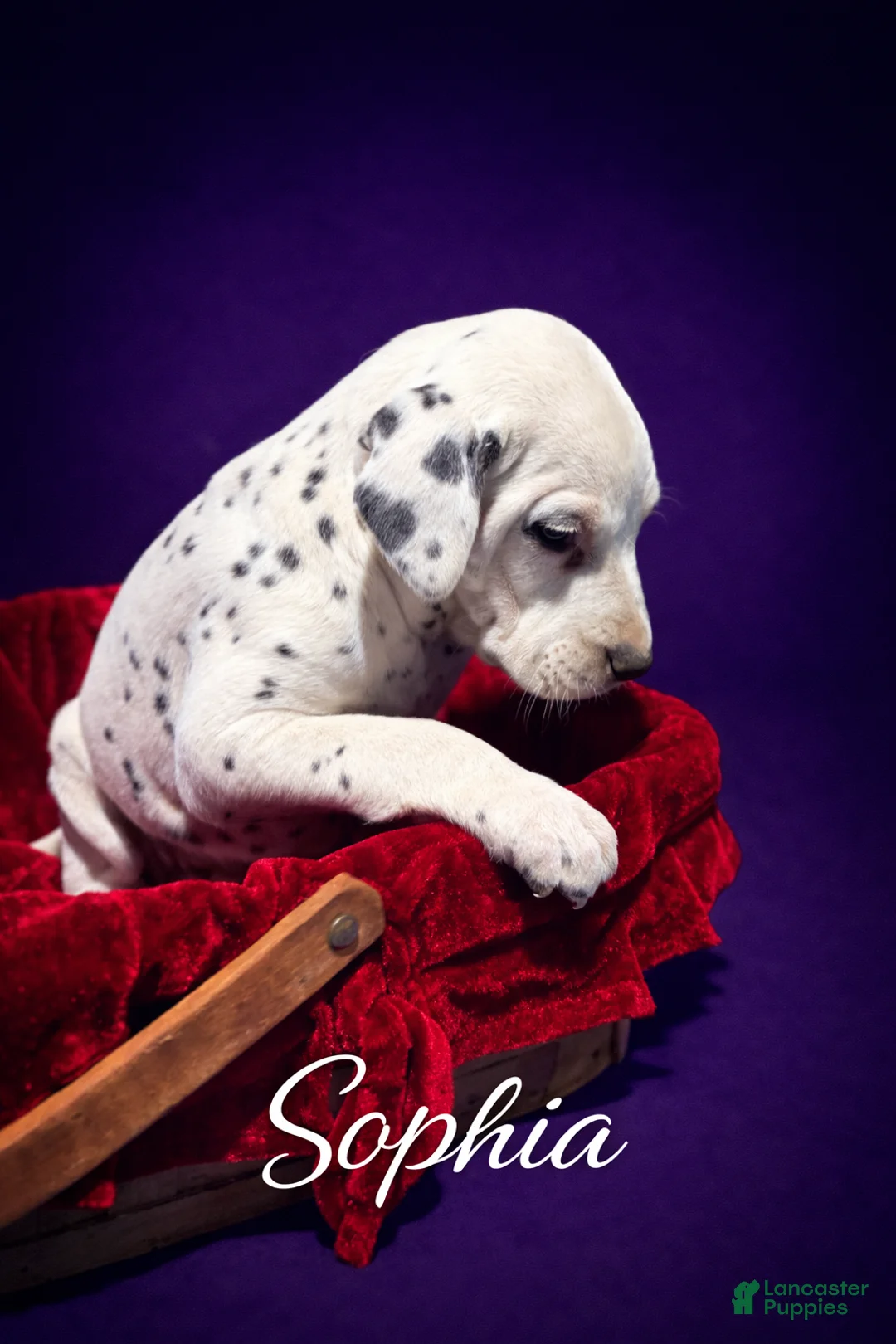 Dalmatian dogs for sale: Sophia - Ad 1