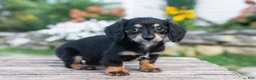 Miniature Dachshund dogs for sale: Lulu - Ad 5