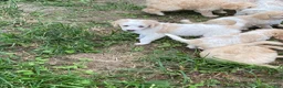 Goldendoodle dogs for sale: Goldendoodle 3 - Ad 11