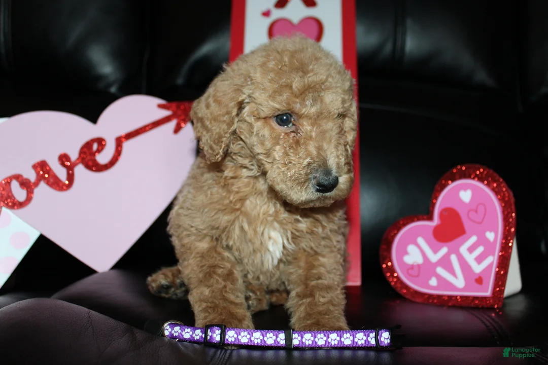 Standard Poodle dogs for sale: Snugs - Ad 1