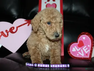 Standard Poodle dogs Snugs - Ad 14