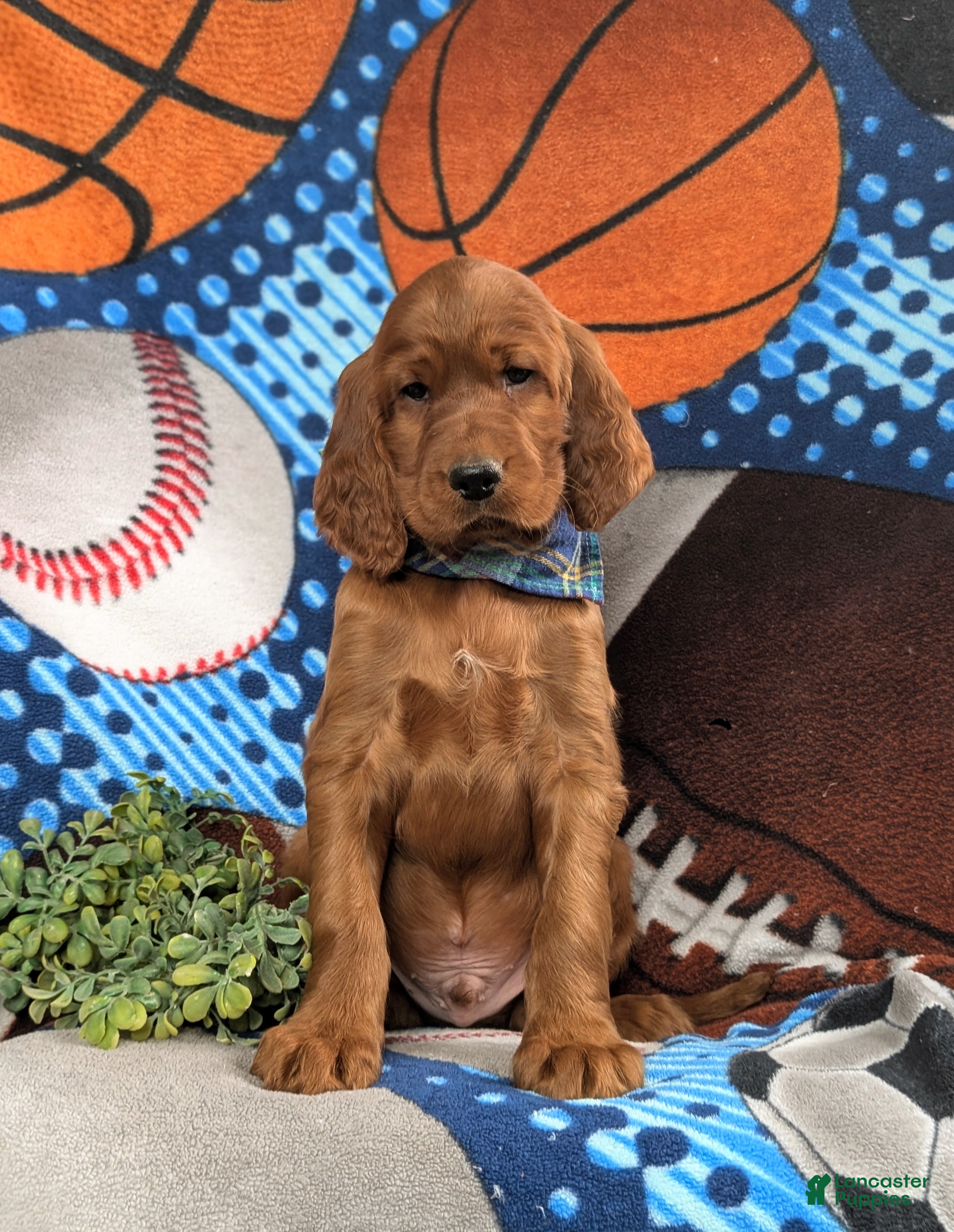 Irish Setter dogs Chase - Ad 2