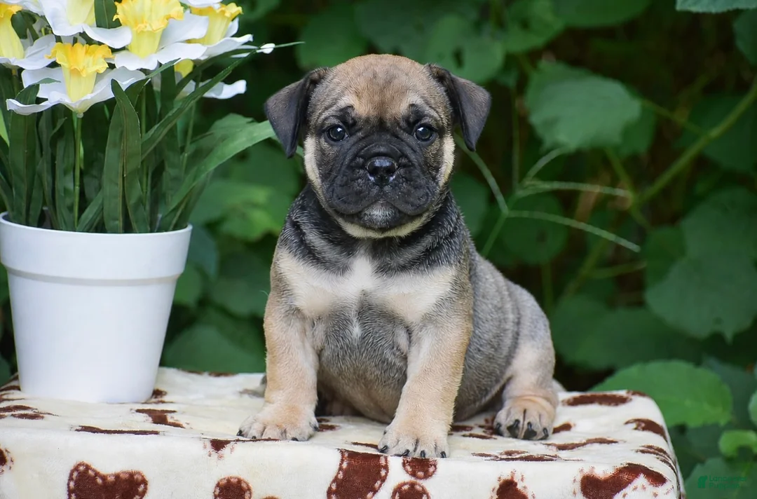 Olde English Bulldogge dogs for sale: Marcus - Ad 1