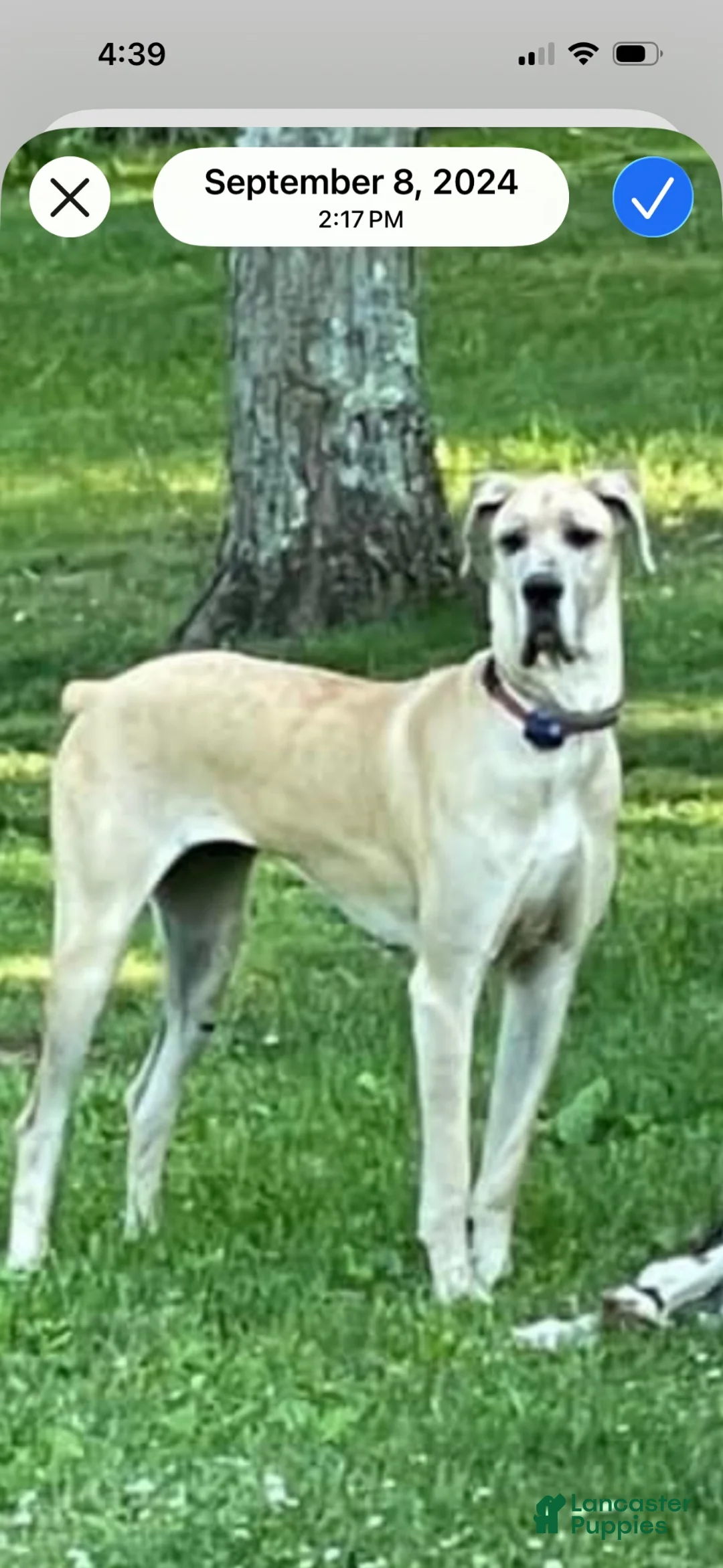 Great Danoodle dogs for sale: Great Danoodle 4 - Ad 2