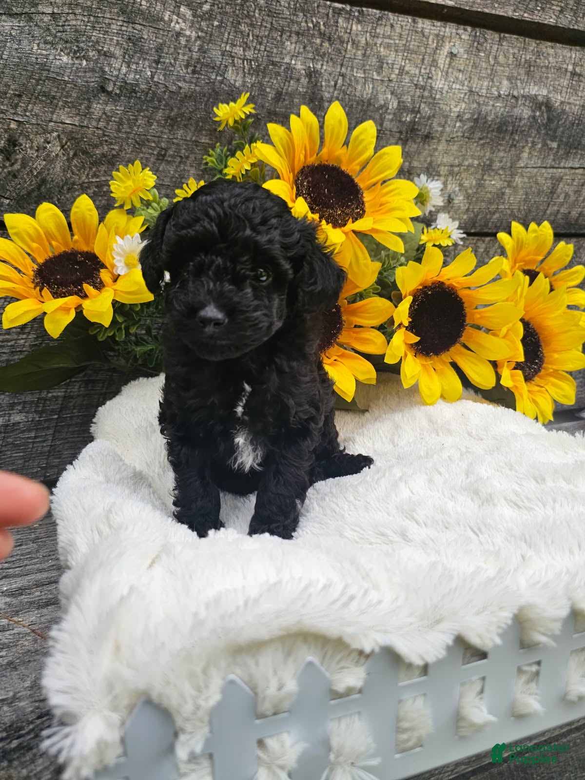Toy Poodle dogs Tyson - Ad 1