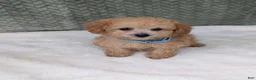Bichpoo dogs for sale: Buckley  - Ad 7