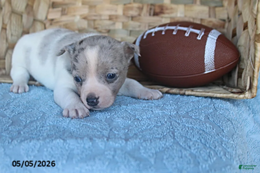 Mixed Breed dogs for sale: Luke - Ad 2