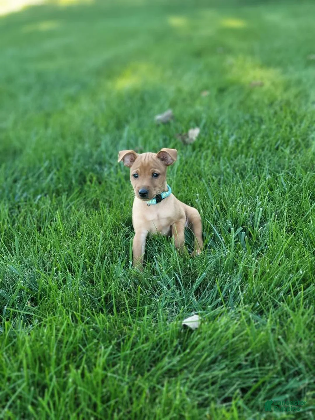 Miniature Pinscher dogs for sale: Miniature Pinscher 1 - Ad 3