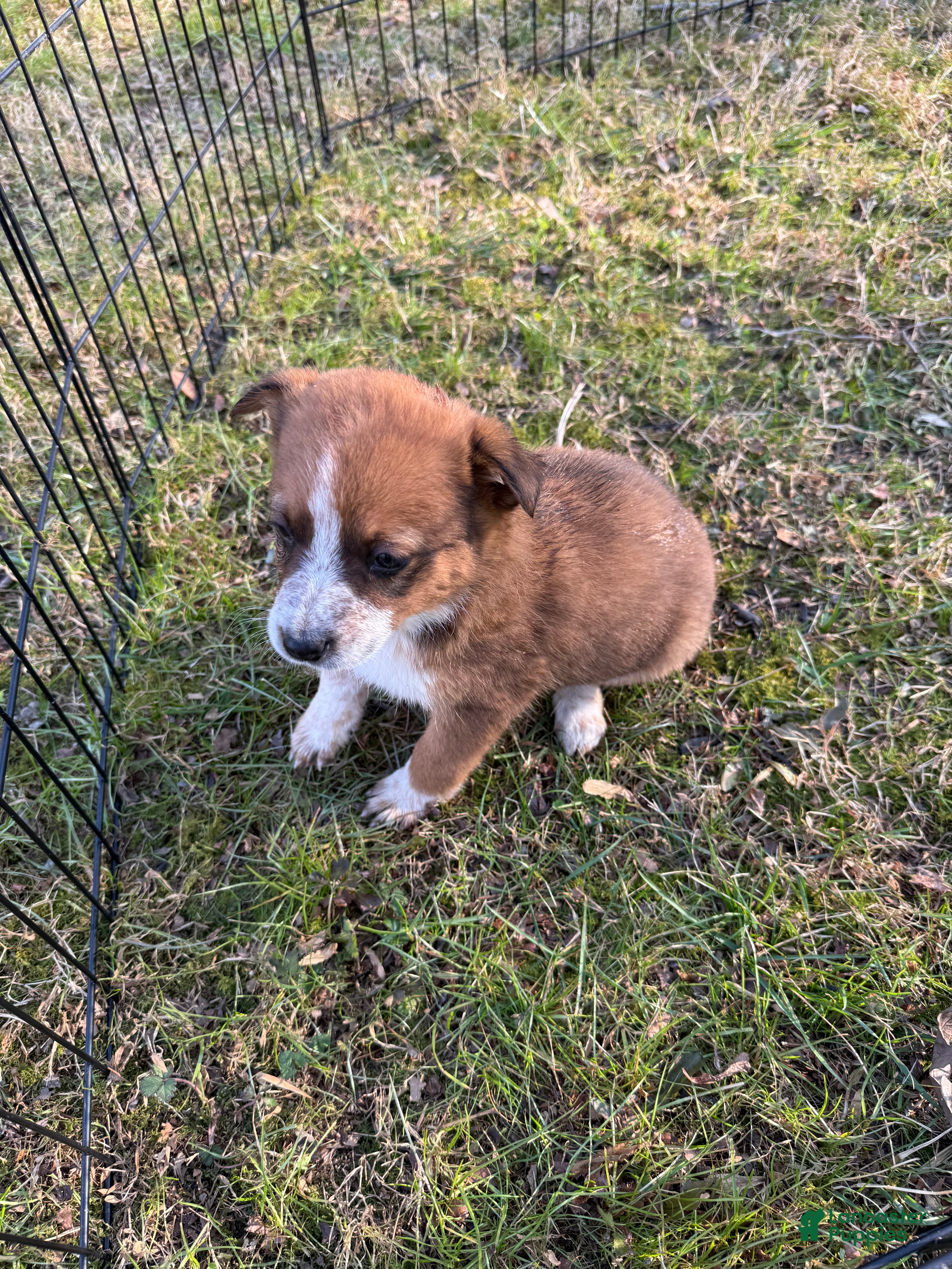 Australian Cattle Dog dogs Australian Cattle Dog Puppy 1 - Ad 10
