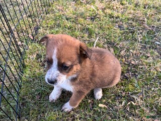 Australian Cattle Dog dogs Australian Cattle Dog Puppy 1 - Ad 10
