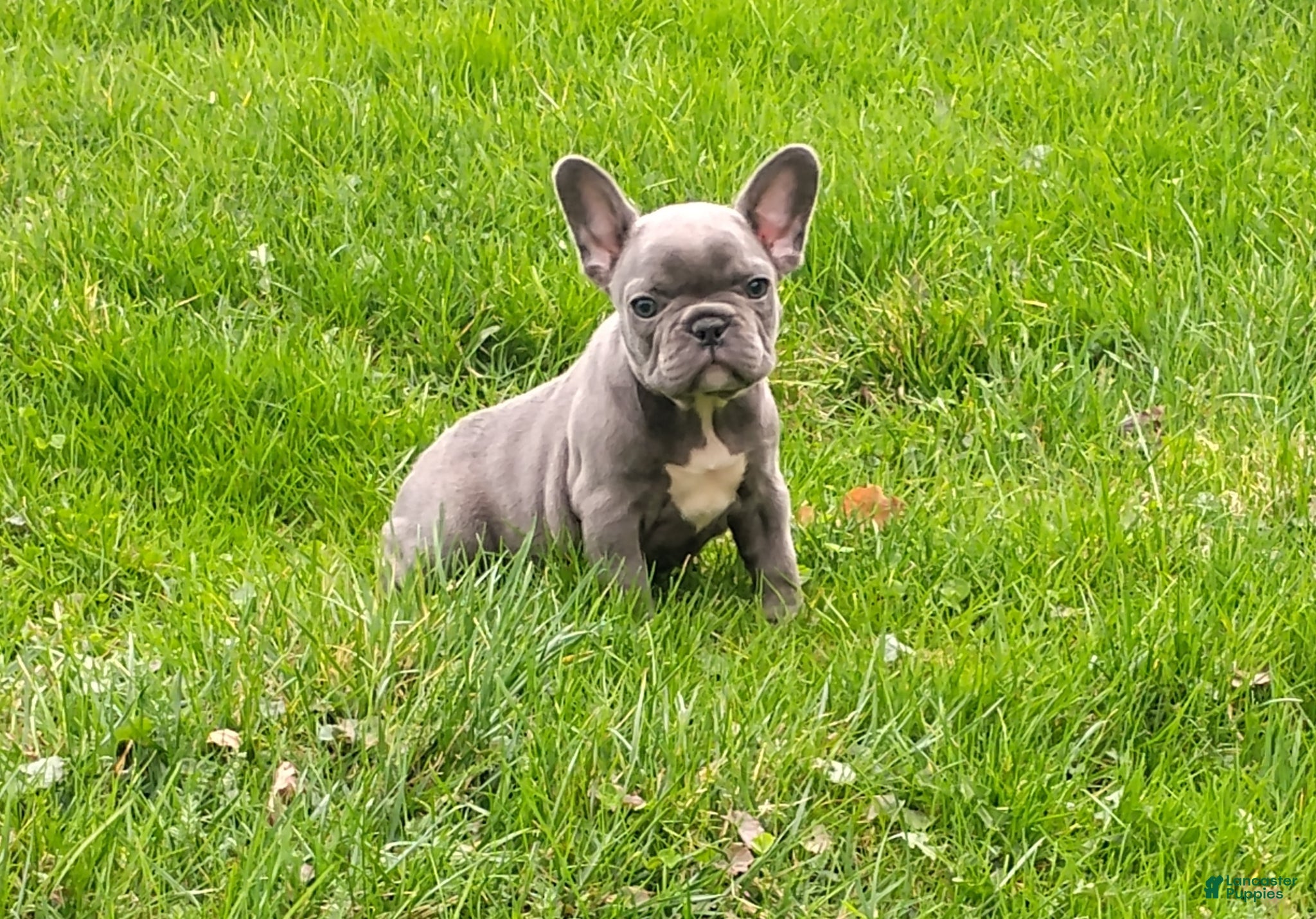 French Bulldog dogs for sale: Lexi - Ad 2