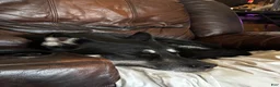 Gerberian Shepsky dogs for sale: Sassy - Ad 5