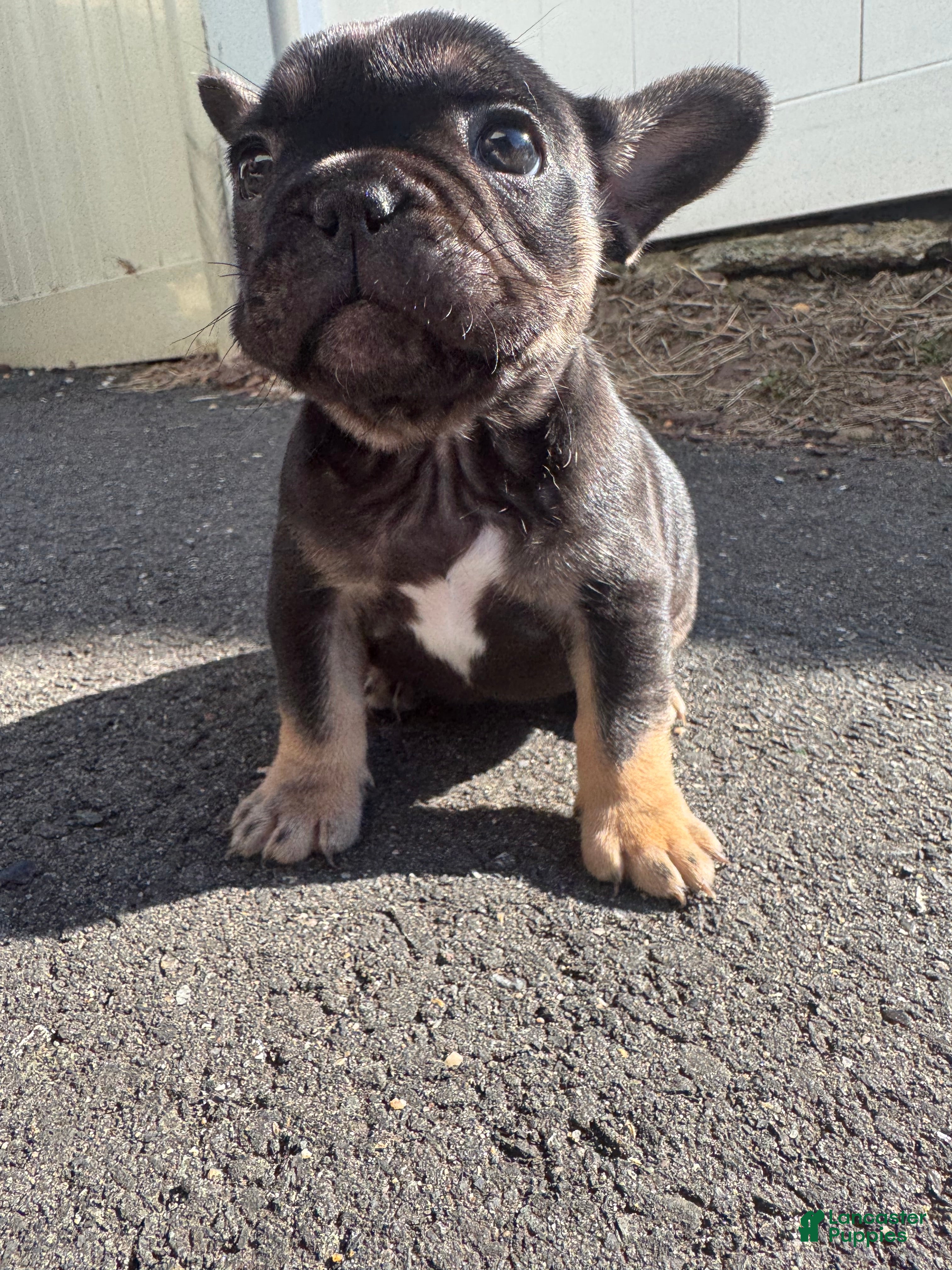 French Bulldog dogs Venus - Ad 1