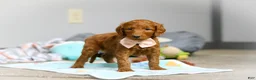 Goldendoodle dogs for sale: Lulu F1b - Ad 4