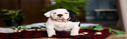 English Bulldog dogs for sale: Marjie - Ad 2