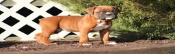 Boxer dogs for sale: Remington - Ad 4