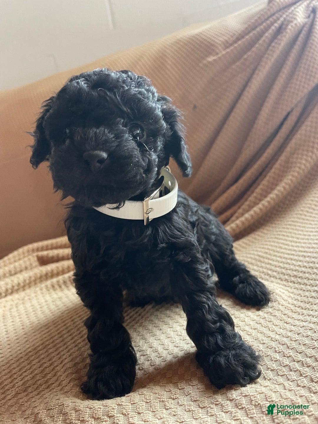Toy Poodle dogs for sale: Pepper - Ad 3