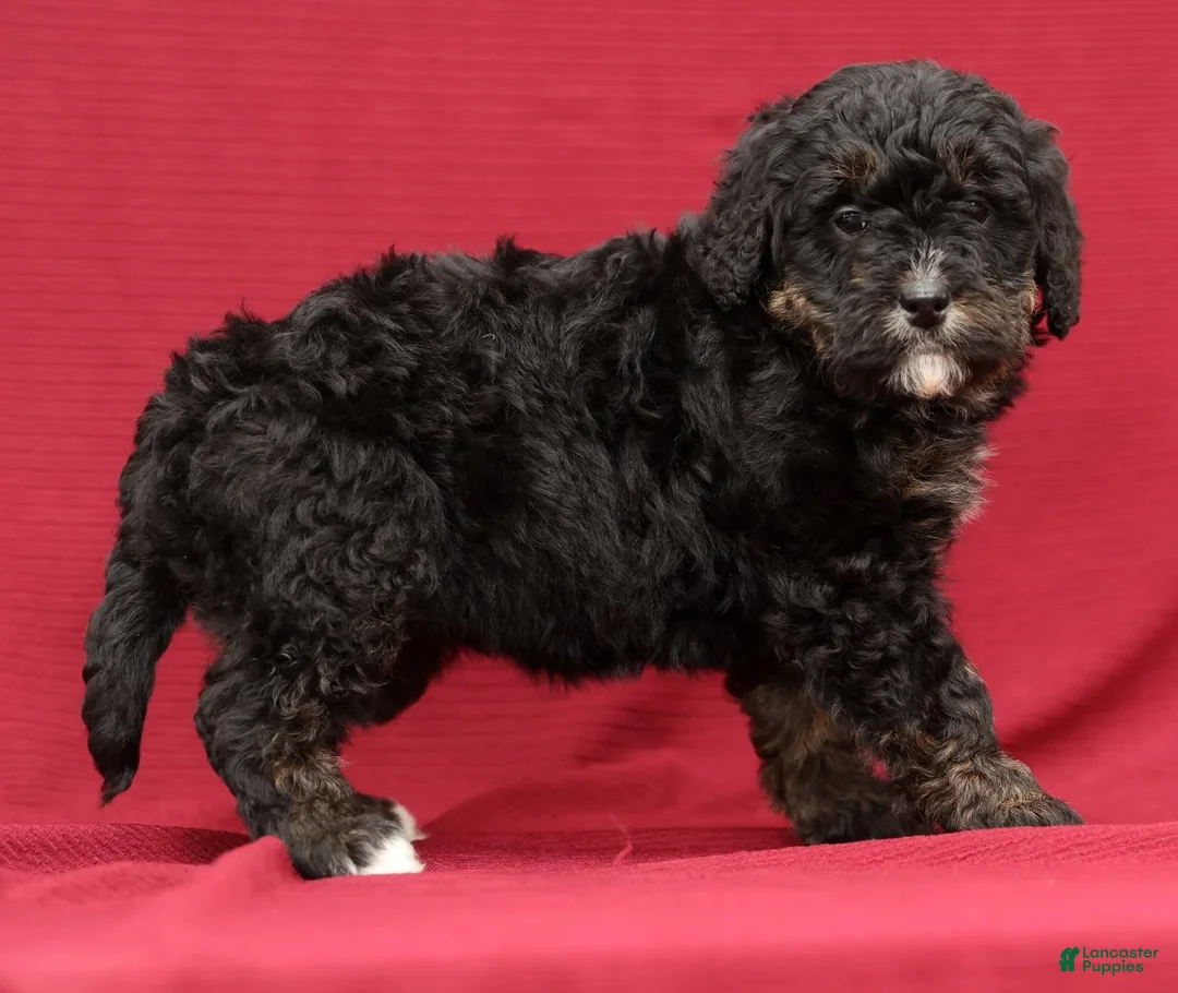 Mini Bernedoodle dogs for sale: Vicky - Ad 5