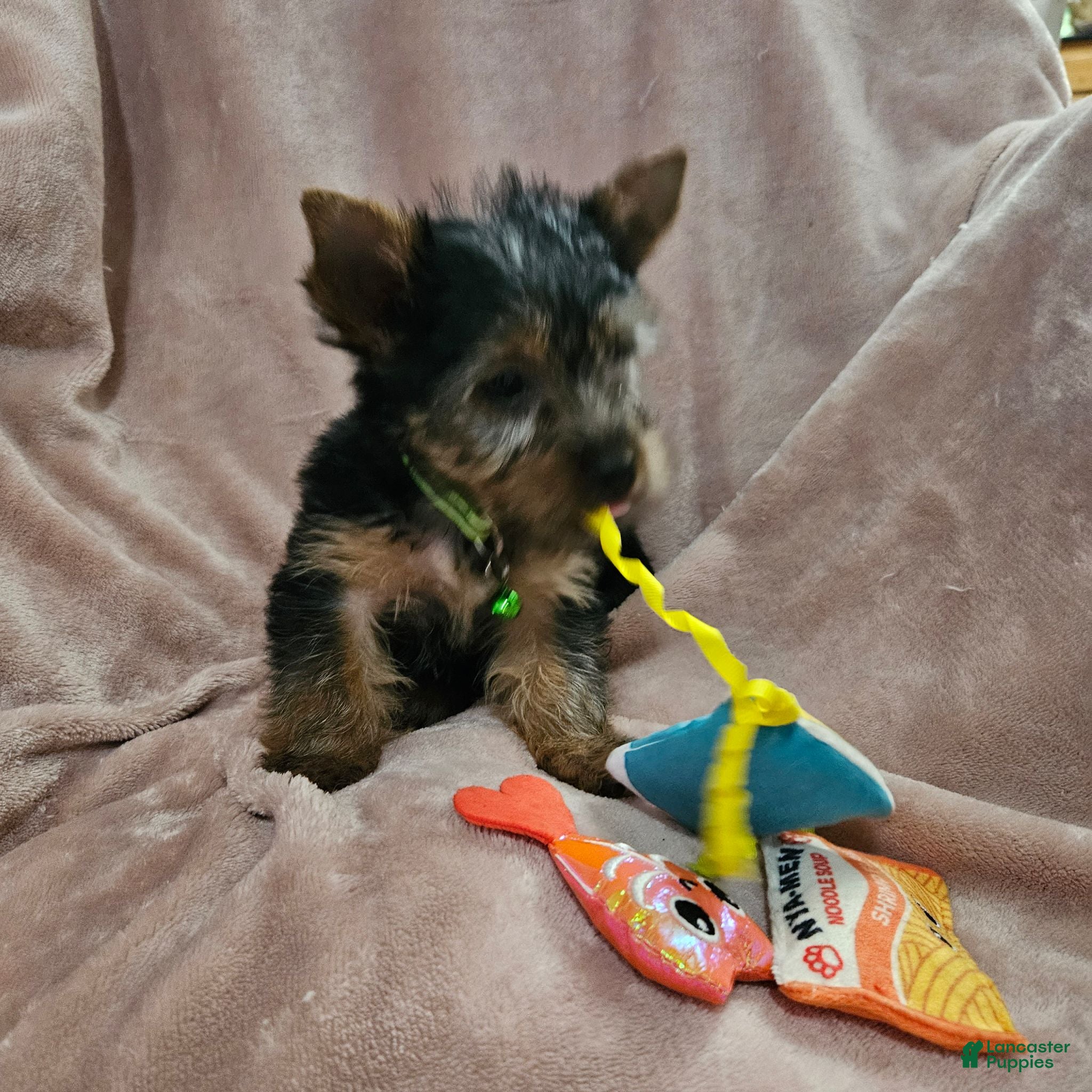 Yorkshire Terrier dogs AKC Blaze - Ad 2