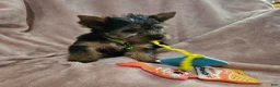 Yorkshire Terrier dogs for sale: AKC Blaze - Ad 2