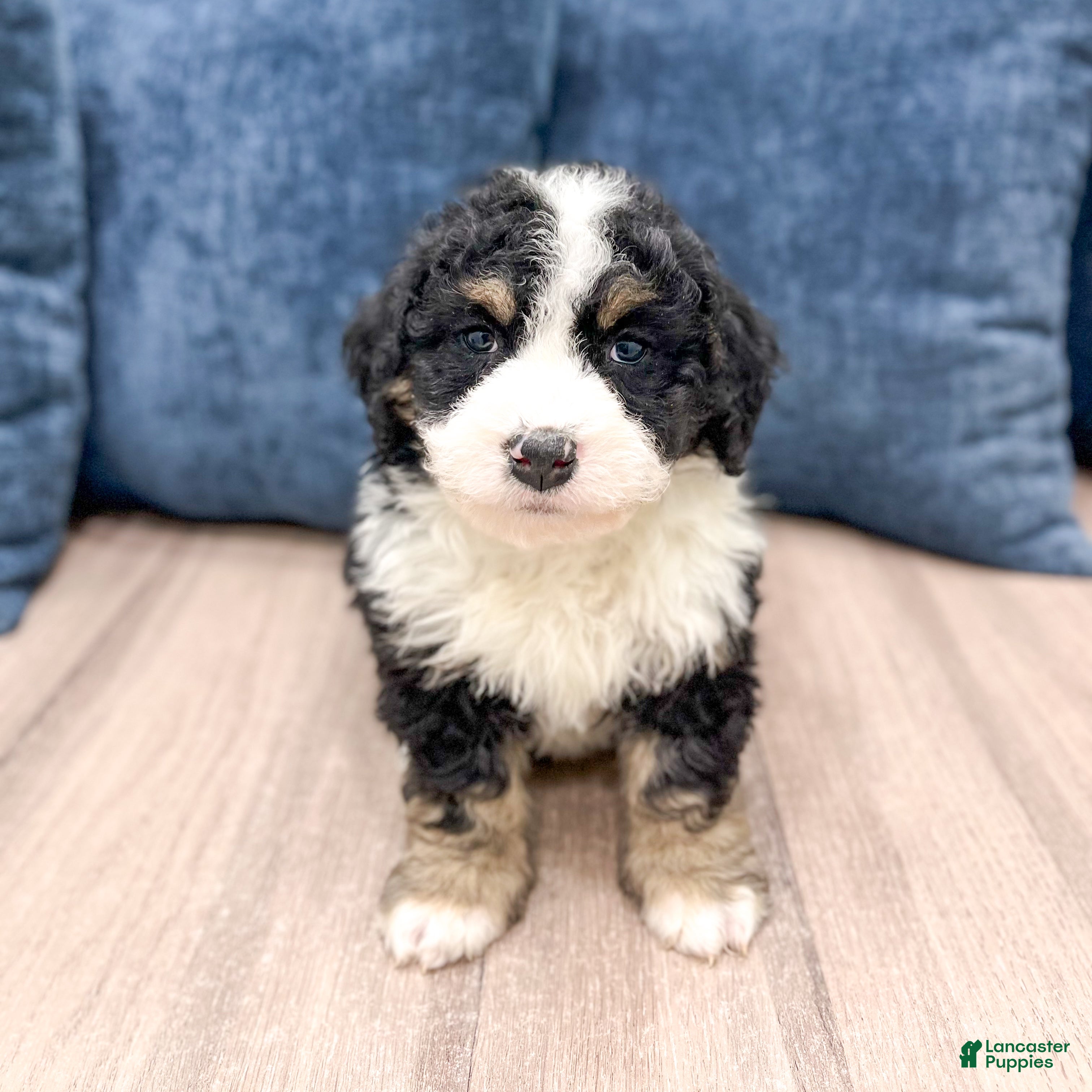 Mini Bernedoodle dogs Jenny - Ad 3